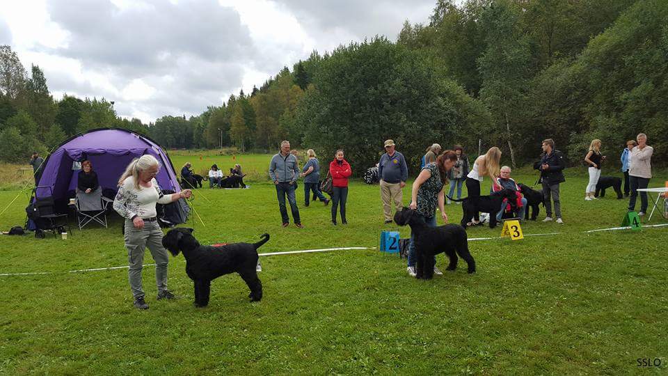 Bästa tik Championklass